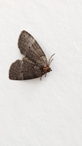 Common Lutestring, Schiermonnikoog, Friesland, Netherlands, photo 9 of 10