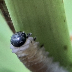 Phymatocera aterrima