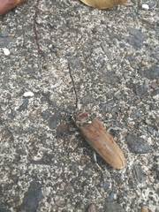 Batocera rufomaculata