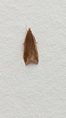 Helcystogramma rufescens