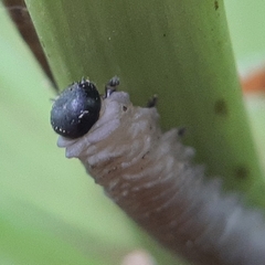 Phymatocera aterrima