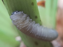 Phymatocera aterrima