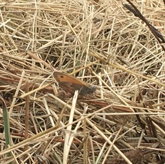 Coenonympha pamphilus