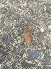Batocera rufomaculata