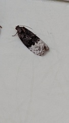 Apotomis betuletana
