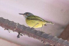 Todirostrum maculatum