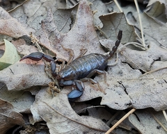 Euscorpius garganicus