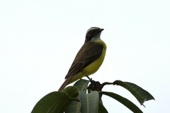 Myiozetetes similis