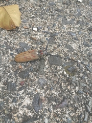 Batocera rufomaculata