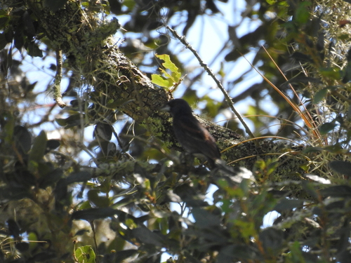 Passerina caerulea image