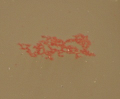 Euglena sanguinea