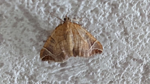 Chevron Moth, Schiermonnikoog, Friesland, Netherlands, photo 10 of 10