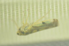 Auchenorrhyncha