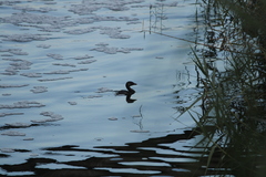Podilymbus podiceps