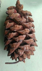 Pinus maximartinezii