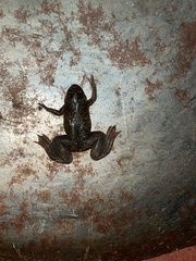 Xenopus borealis
