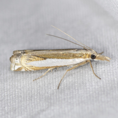 Crambus cyrilellus