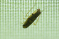 Auchenorrhyncha