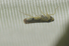Auchenorrhyncha