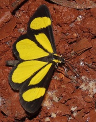 Cyllopoda bipuncta