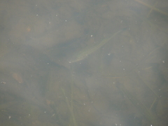 Micropterus salmoides