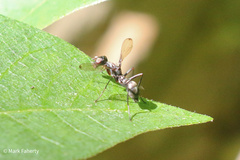 Myrmecothea myrmecoides