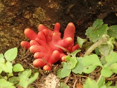 Trichoderma cornu-damae