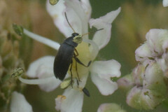Coleoptera