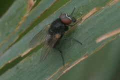 Brachycera