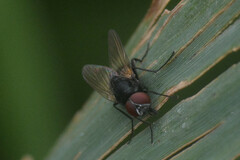 Brachycera