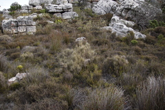 Pseudopentameris macrantha