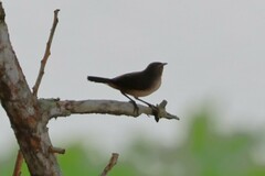 Troglodytes aedon