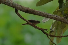 Troglodytes aedon