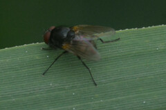 Brachycera