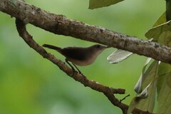 Troglodytes aedon