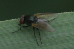 Brachycera