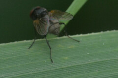 Brachycera