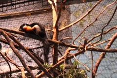 Callosciurus prevostii