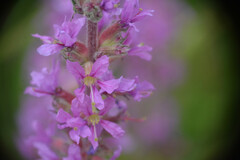 Lythrum salicaria