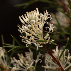 Hakea lissocarpha