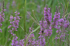 Lythrum salicaria