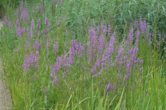 Lythrum salicaria