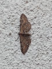 Eupithecia icterata