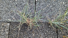 Elymus athericus