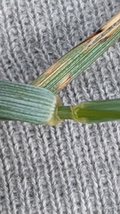 Elymus athericus