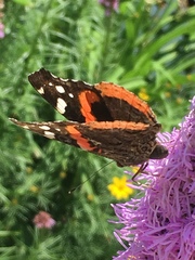 Vanessa atalanta