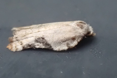 Acleris subnivana