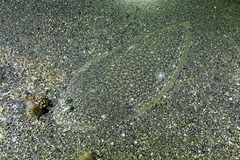 Synapturichthys kleinii