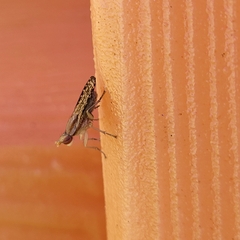 Trypetoptera canadensis