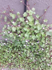 Cymbalaria muralis